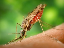 Two German Airport Workers Die of Malaria After Infected Mosquitoes Arrived On Plane