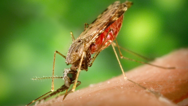 Two German Airport Workers Die of Malaria After Infected Mosquitoes Arrived On Plane