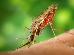 India's Malaria Cases Fall Nearly 80% In 10 Years: How It Happened