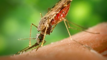 Malaria Kills Two German Airport Workers, Infects Six After Mosquitoes Board Plane