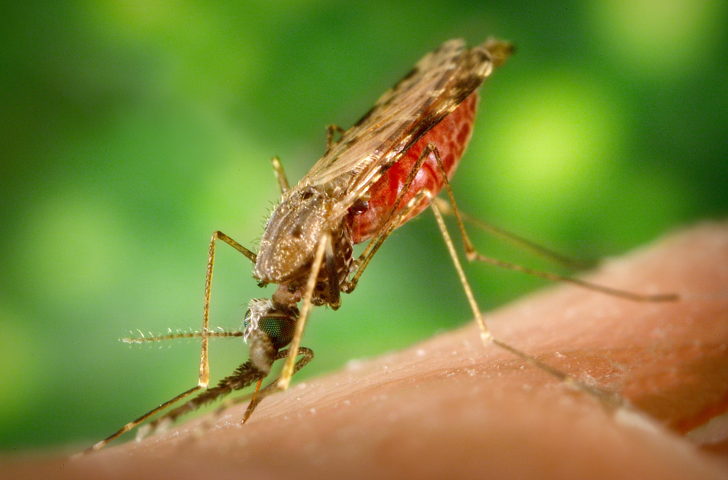India has seen nearly 80% decline in malaria cases and deaths