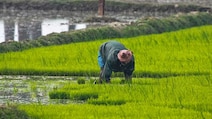 Rains Bring Major Relief To Punjab, Haryana Farmers, Boost Crop Prospects