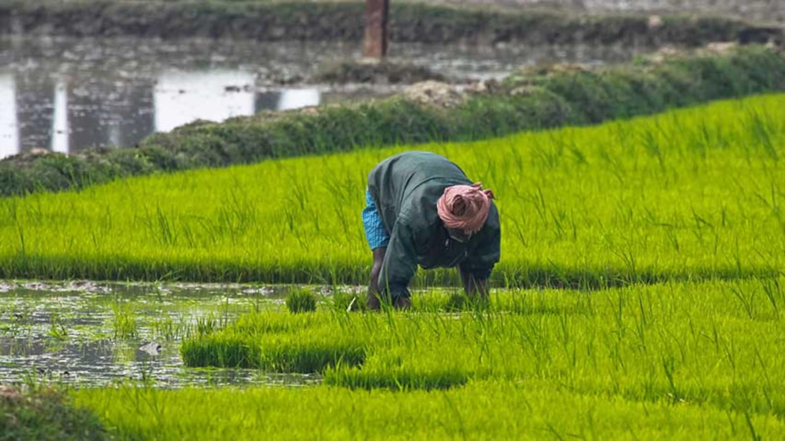 Rains Bring Major Relief To Punjab, Haryana Farmers, Boost Crop Prospects