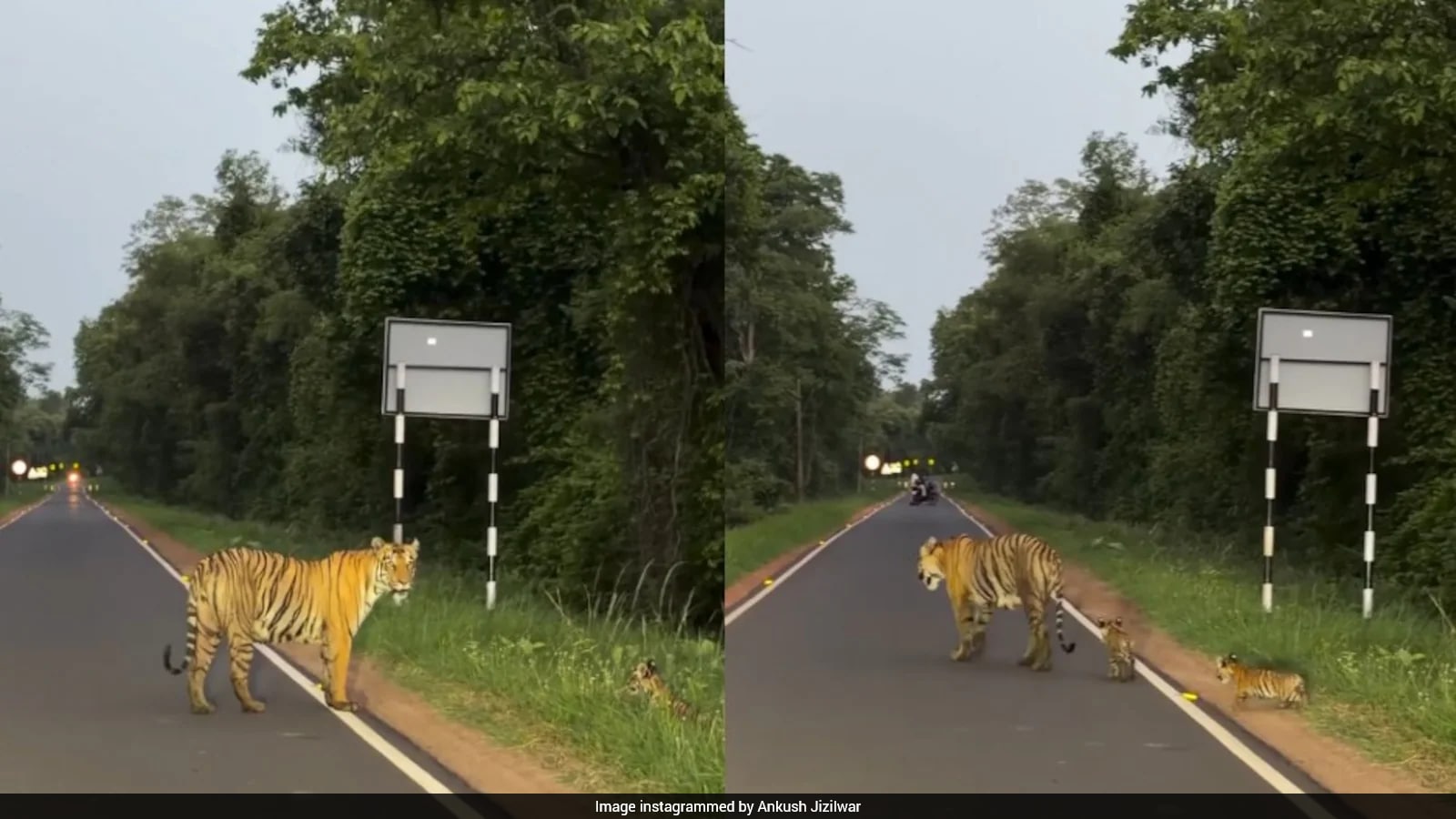 Tadoba Tiger Family Encounter Captured on Viral Video