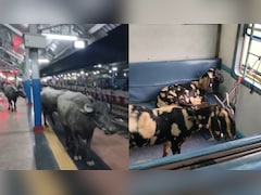 ट्रेन की सीट पर बकरियां और प्लेटफॉर्म पर भैंसों का कब्जा, इस VIDEO ने मचाया इंटरनेट पर गदर