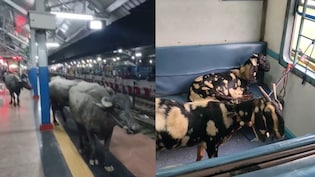ट्रेन की सीट पर बकरियां और प्लेटफॉर्म पर भैंसों का कब्जा, इस VIDEO ने मचाया इंटरनेट पर गदर
