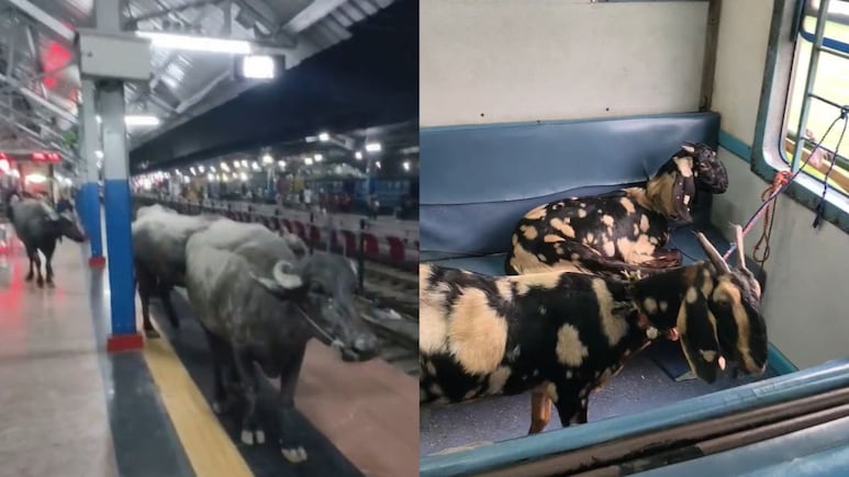 ट्रेन की सीट पर बकरियां और प्लेटफॉर्म पर भैंसों का कब्जा, इस VIDEO ने मचाया इंटरनेट पर गदर
