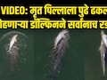 Emotional Video: मेलेल्या पिल्लाला पाठीवर घेऊन समुद्रात भटकतेय डॉल्फिन; ड्रोन VIDEO पाहून डोळे पाणावतील