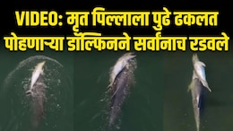Emotional Video: मेलेल्या पिल्लाला पाठीवर घेऊन समुद्रात भटकतेय डॉल्फिन; ड्रोन VIDEO पाहून डोळे पाणावतील
