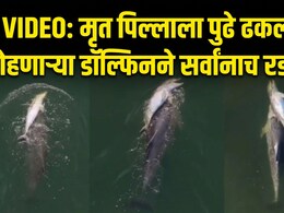 Emotional Video: मेलेल्या पिल्लाला पाठीवर घेऊन समुद्रात भटकतेय डॉल्फिन; ड्रोन VIDEO पाहून डोळे पाणावतील