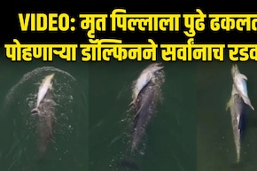 Emotional Video: मेलेल्या पिल्लाला पाठीवर घेऊन समुद्रात भटकतेय डॉल्फिन; ड्रोन VIDEO पाहून डोळे पाणावतील