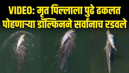 Emotional Video: मेलेल्या पिल्लाला पाठीवर घेऊन समुद्रात भटकतेय डॉल्फिन; ड्रोन VIDEO पाहून डोळे पाणावतील