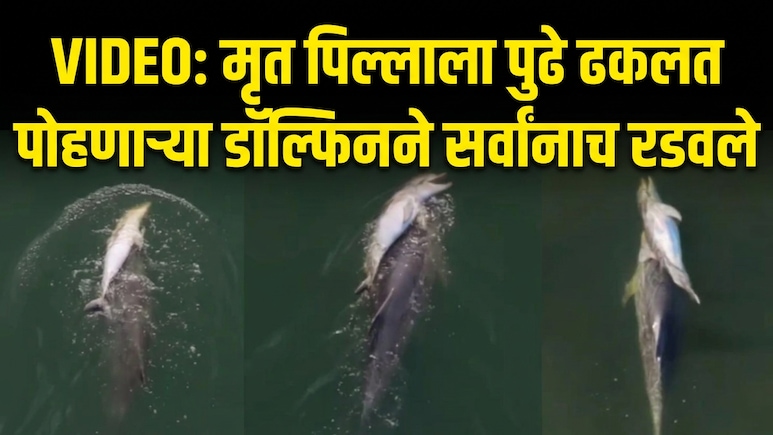 Emotional Video: मेलेल्या पिल्लाला पाठीवर घेऊन समुद्रात भटकतेय डॉल्फिन; ड्रोन VIDEO पाहून डोळे पाणावतील