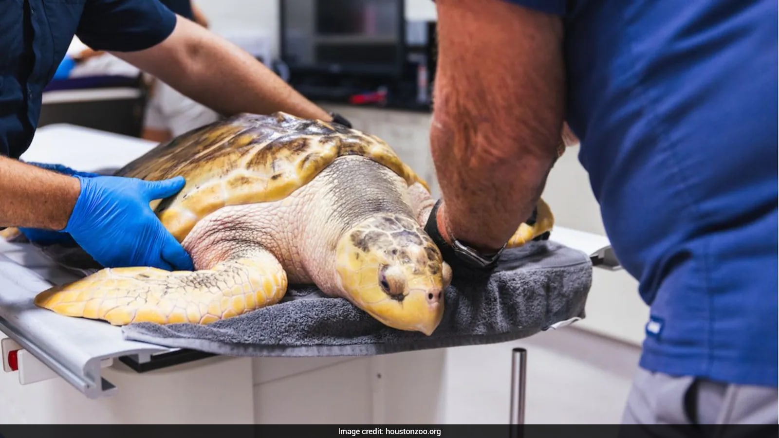 Rare Kemp's Ridley Sea Turtle Rescued After 5,000-Mile Journey to Wales
