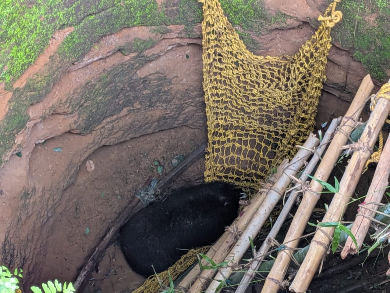 Bear Rescue: कुएं में फंसा भालू Bear Rescue: कुएं में फंसा भालू
