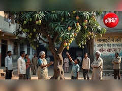 सोसाइटी में लगे आम के पेड़ का फल कौन खाएगा? जानें, किसका होता है मालिकाना हक