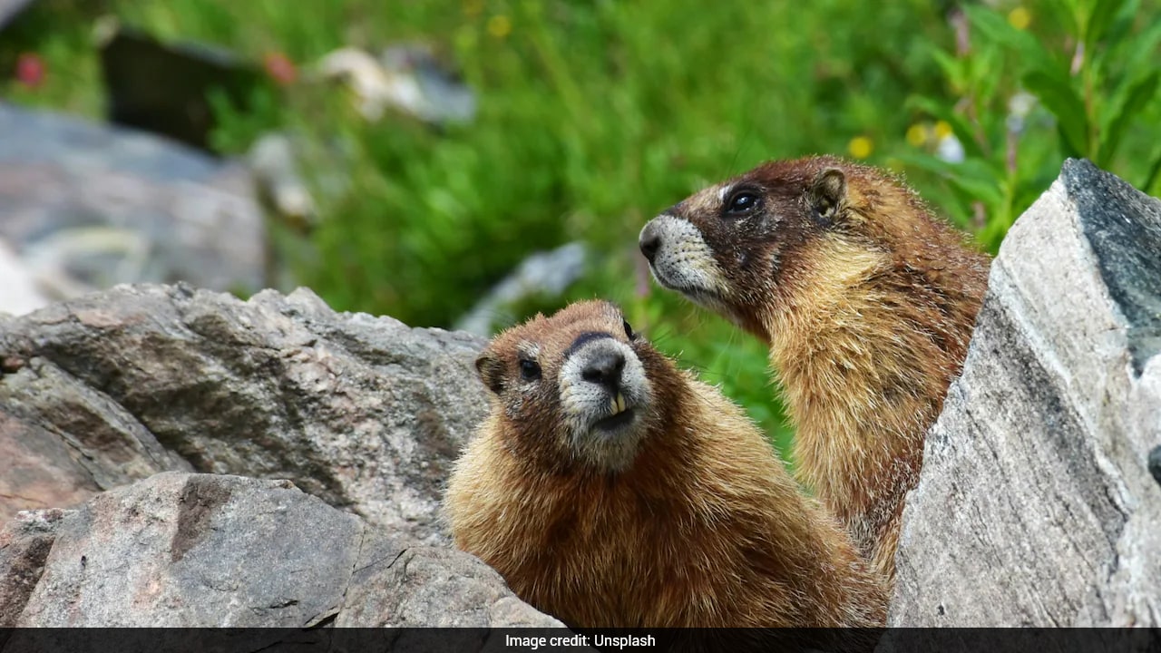 Marmot study OnlyFans crowdfunding