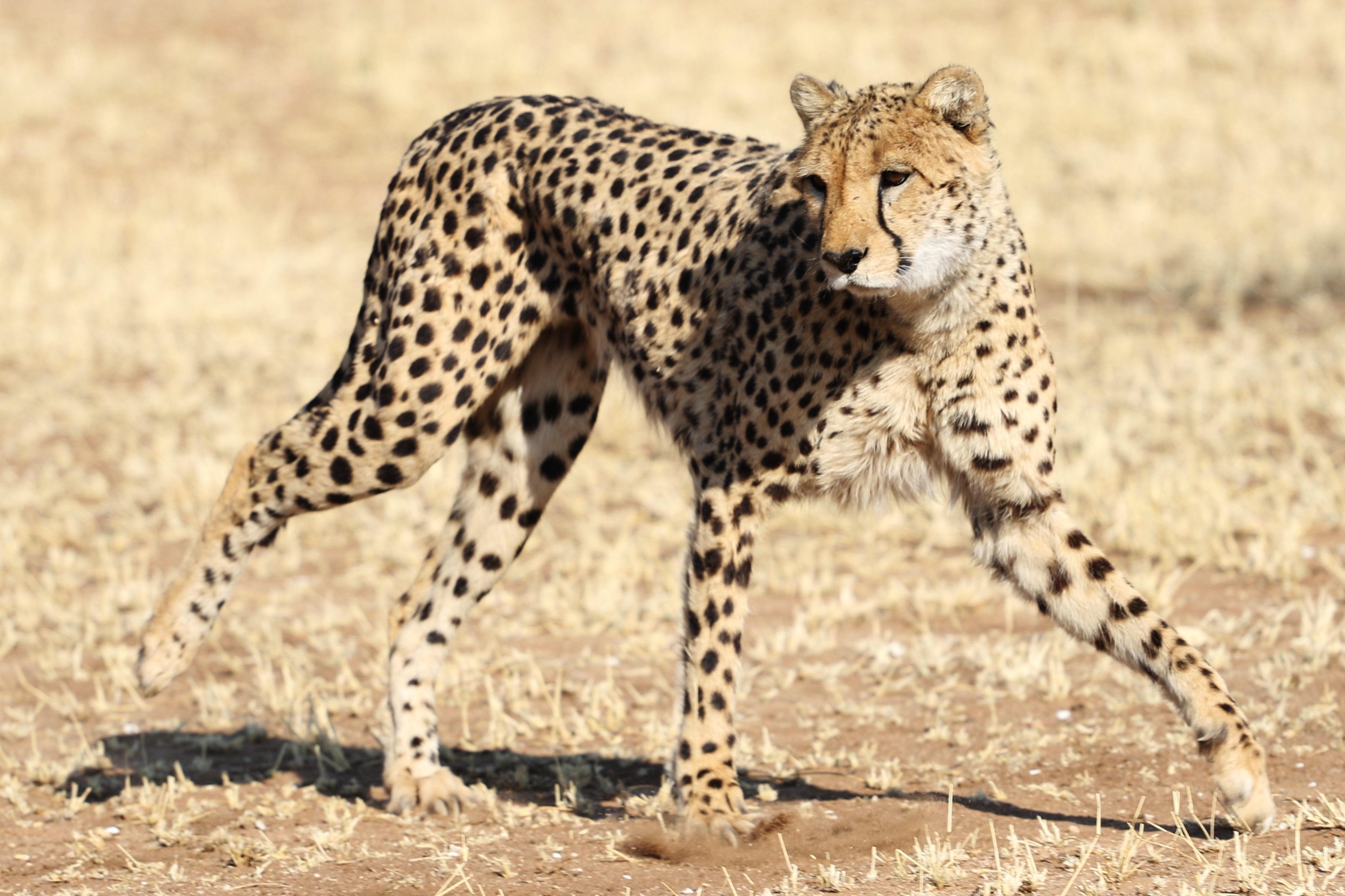 kuno national park cheetah nirva missing satellite signal lost.