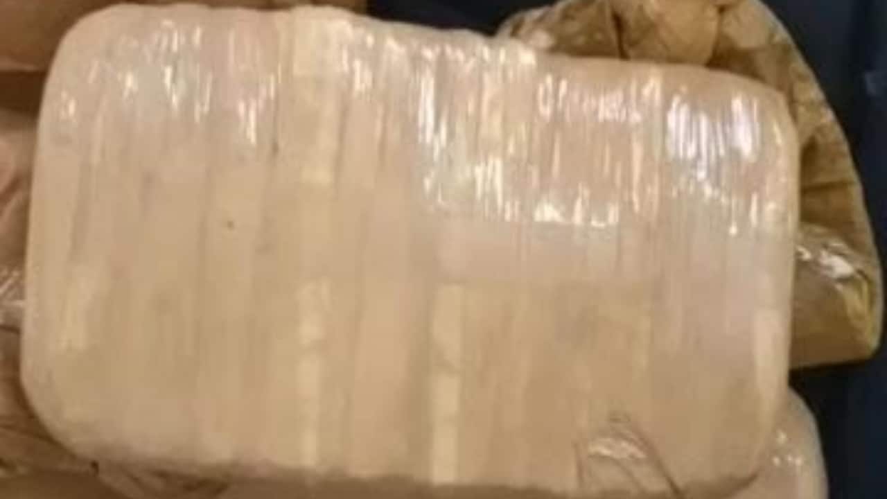 gwalior police busted og ganja smuggling flight supplier arrested palam delhi. gwalior police busted og ganja smuggling flight supplier arrested palam delhi.