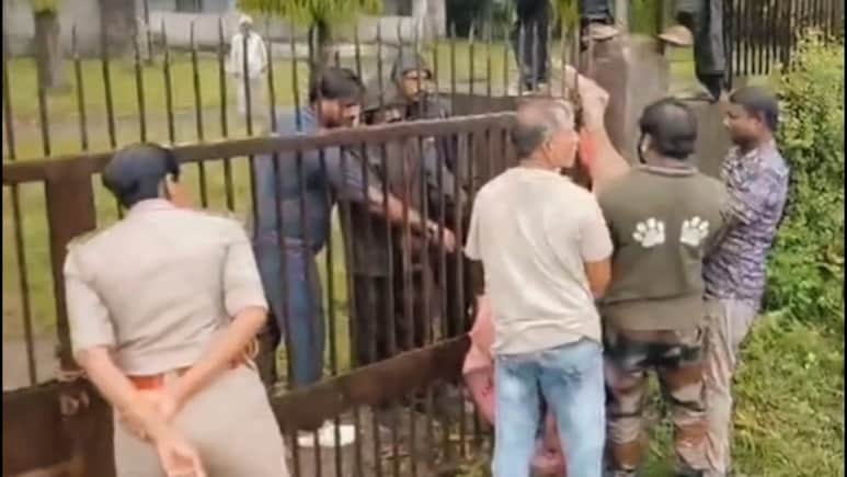 Asiatic Lion Rescued After Getting Trapped In Spiked Gate In Gujarat's Junagadh