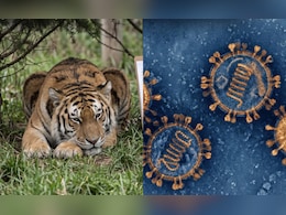 बाघिन के इलाज में 'गिलोय' का इस्तेमाल, जानलेवा कैनाइन डिस्टेंपर बीमारी से जंग में देसी नुस्खे से जागी उम्मीद