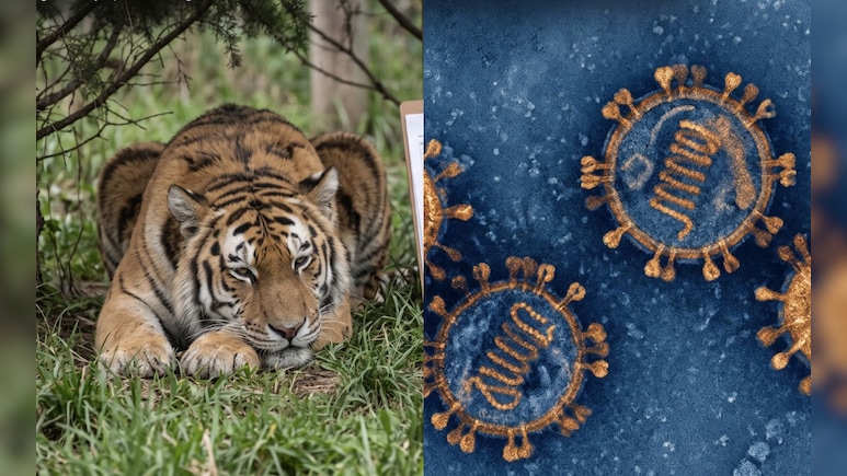 बाघिन के इलाज में 'गिलोय' का इस्तेमाल, जानलेवा कैनाइन डिस्टेंपर बीमारी से जंग में देसी नुस्खे से जागी उम्मीद