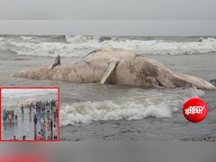गुजरात के वेरावल समुद्र तट पर मृत मिली 40 फीट लंबी हंपबैक व्हेल, लोगों की उमड़ी भीड़
