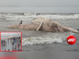 गुजरात के वेरावल समुद्र तट पर मृत मिली 40 फीट लंबी हंपबैक व्हेल, लोगों की उमड़ी भीड़