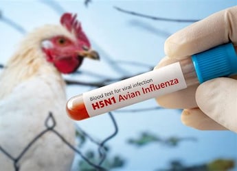 H5N1 Bird Flu Checklist: Early Symptoms, Who Is At Risk, And Safety Tips To Follow