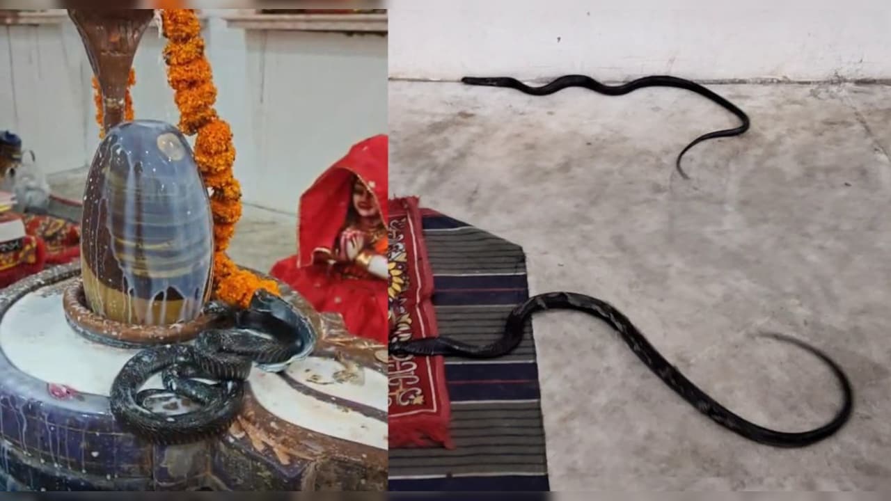 नागपंचमी पर श‍िवल‍िंग में ल‍िपटा रहा नाग-नाग‍िन का जोड़ा, दर्शन के ल‍िए पहुंचे भक्‍त 