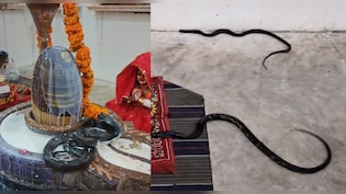 नागपंचमी पर श&zwj;िवल&zwj;िंग में ल&zwj;िपटा रहा नाग-नाग&zwj;िन का जोड़ा, दर्शन के ल&zwj;िए पहुंचे भक्&zwj;त&nbsp;
