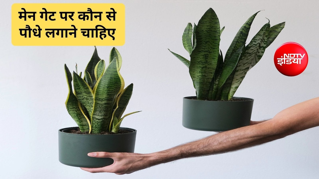 वास्‍तु के अनुसार क्या घर में स्नेक प्लांट लगाना चाहिए या नहीं? स्‍नेक पौधा लगाने का अच्छा दिन कौन सा है