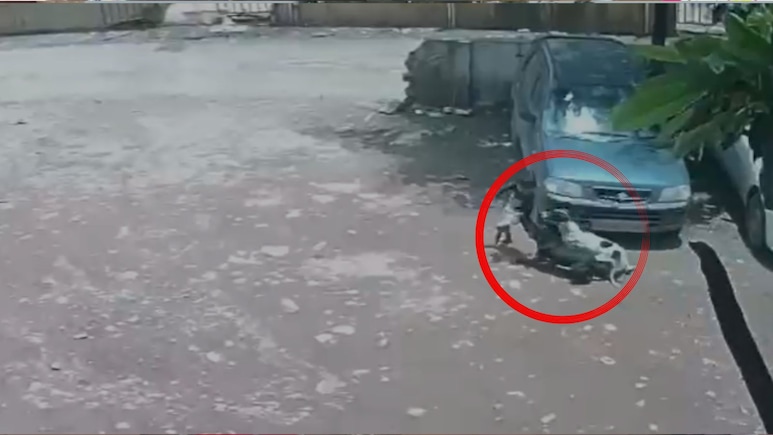 आवारा कुत्तों का झुंड, 4 साल की मासूम, जमीन पर गिराकर नोचने लगे, दिलदहलाने वाली घटना