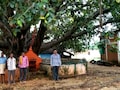 आजादी के दिन लगाया था पौधा, आज बन गया विशाल बरगद; 15 अगस्त को फहराते हैं तिरंगा; हर कोई करता है पेड़ की रक्षा