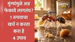 Kitchen Ant Removal Hacks: किचनमधील रोजच्या मुंग्यांच्या त्रासाला कंटाळलात? 4 गोष्टींनी पटकन पळवून लावा मुंग्या