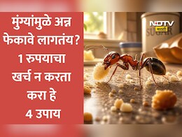 Kitchen Ant Removal Hacks: किचनमधील रोजच्या मुंग्यांच्या त्रासाला कंटाळलात? 4 गोष्टींनी पटकन पळवून लावा मुंग्या