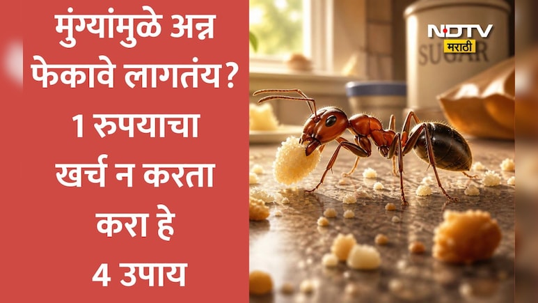 Kitchen Ant Removal Hacks: किचनमधील रोजच्या मुंग्यांच्या त्रासाला कंटाळलात?4 गोष्टींनी पटकन पळवून लावा मुंग्या