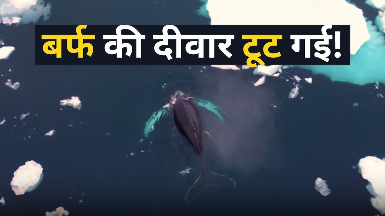पिघल गई समुद्र के अंदर बर्फ की ‘दीवार’! गर्म होती धरती ने खोल दिया हजारों व्हेल के लिए नया रास्ता