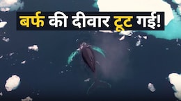 पिघल गई समुद्र के अंदर बर्फ की &lsquo;दीवार&rsquo;! गर्म होती धरती ने खोल दिया हजारों व्हेल के लिए नया रास्ता