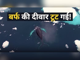 पिघल गई समुद्र के अंदर बर्फ की &lsquo;दीवार&rsquo;! गर्म होती धरती ने खोल दिया हजारों व्हेल के लिए नया रास्ता