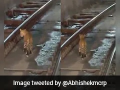 Train Slows Down As Leopard Seen Walking Through Rail Tunnel In Chhattisgarh