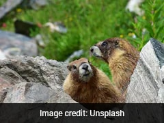Facing Budget Cuts, Researchers Launch OnlyFans Page To Fund Marmot Study