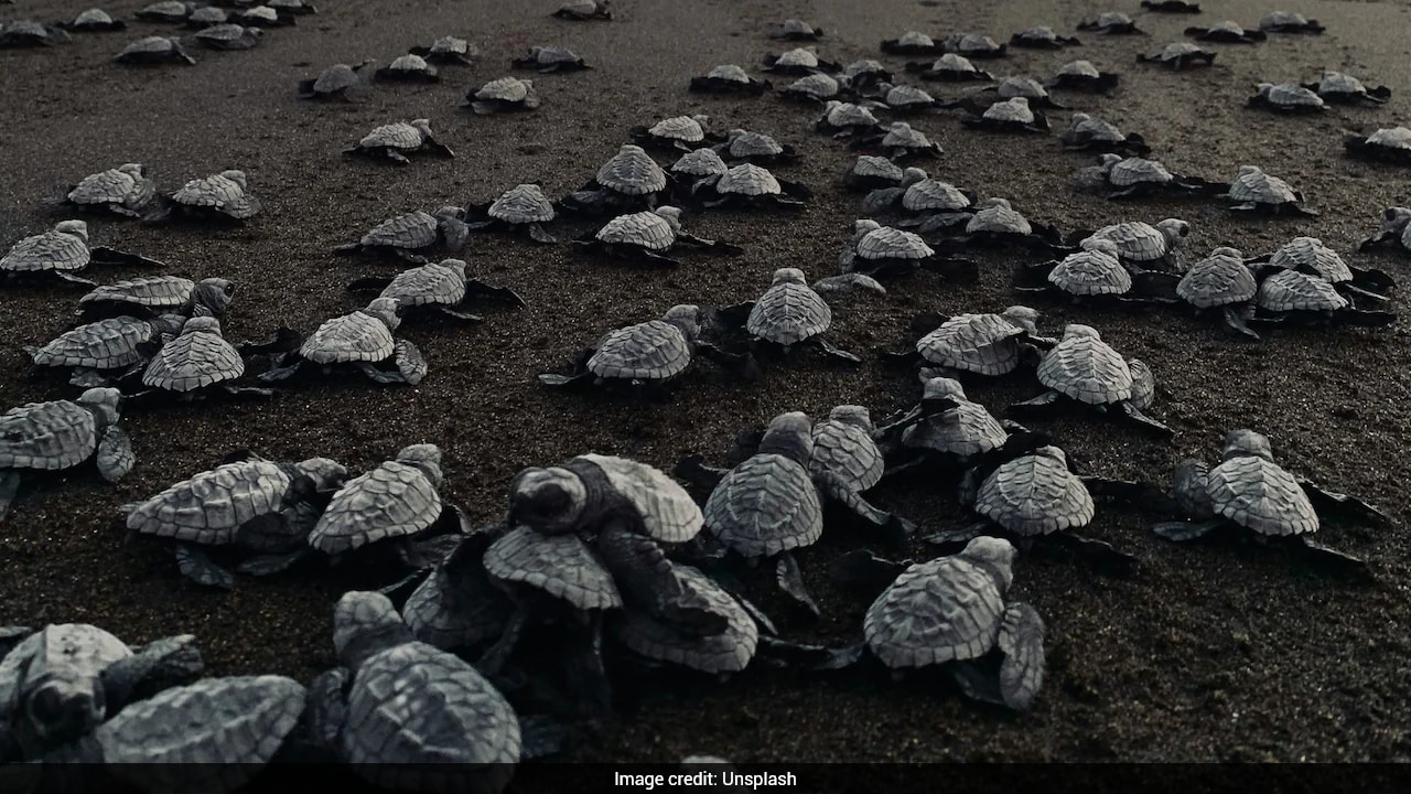 55 Baby Turtles Die On Florida Beach After Artificial Lights Lead Them Away From Ocean