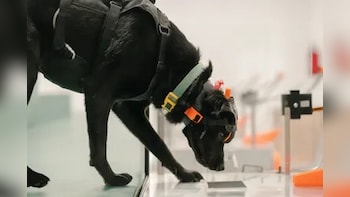 Indian Startup Leans On Cancer-Sniffing Dogs And AI For Early Detection