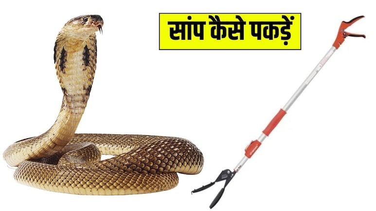 सांप को पकड़ने के लिए क्या करना चाहिए? घर में सांप ना आए इसके लिए क्या करना चाहिए