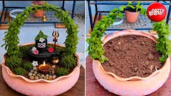DIY Shivling Topiari: जेड प्लांट और गमले से घर पर बनाएं सुंदर शिवलिंग टोपियारी, देखकर हर कोई करेगा तारीफ