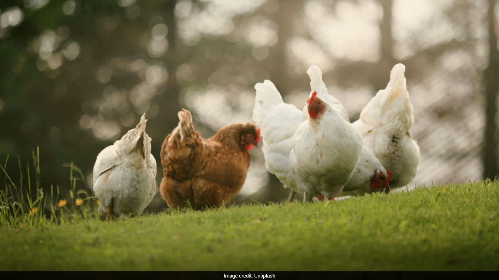"Now I'm Selling Eggs": Laid Off From Amazon, Woman Shares How She Built Poultry Business From Six Chicks