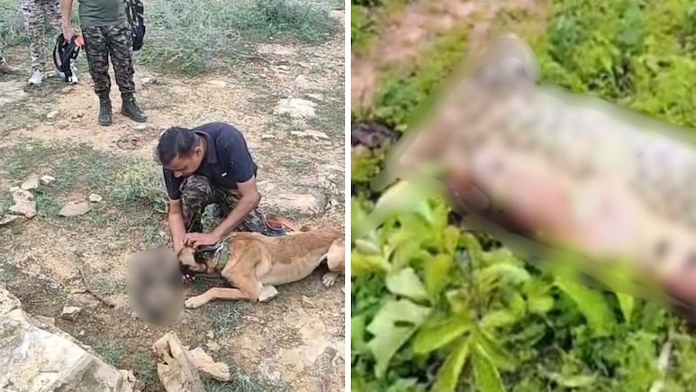 Leopard Skins, Traps, NGO: Curious Poaching Case Emerges In Madhya Pradesh