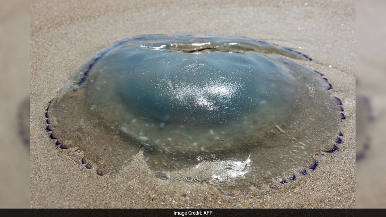 Repeat Jellyfish Invasion Halts Reactors at France's Gravelines Nuclear Station