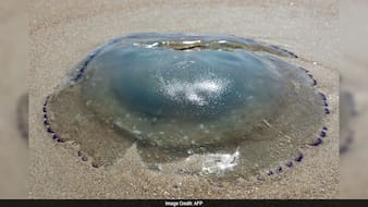 France's Largest Nuclear Plant Shut Down After Jellyfish Swarm Clogs Pumps